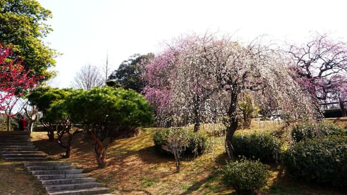 梅香が漂う日本庭園