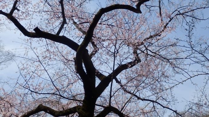 江戸彼岸は見ごろ　枝垂桜は咲き始め　寒緋桜は散り始め（中院）