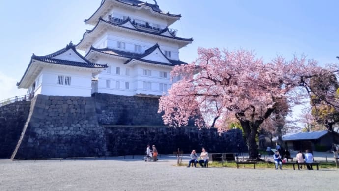 何とか間に合った小田原城址公園とお堀端通りの桜