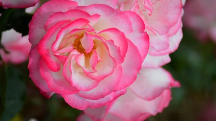 「The Rose」 を聴きながら ~荒牧バラ公園