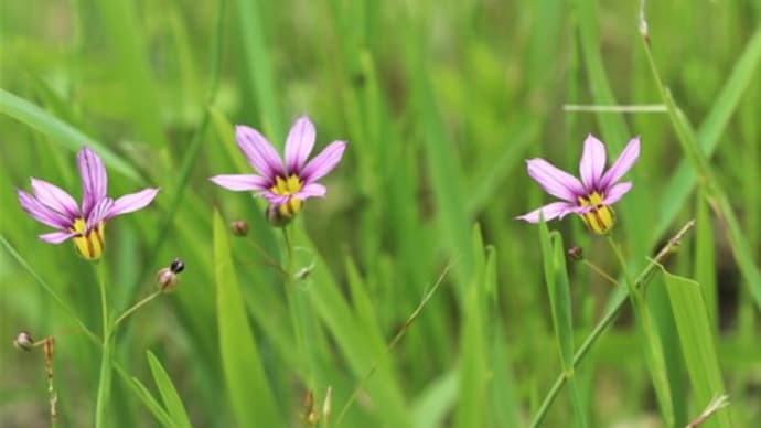 四季の里公園の小さな花たちと息子の体調不良