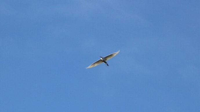 空を飛ぶ大きな鳥