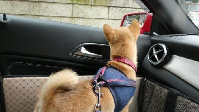 犬バカちゃんリン☆蕎麦屋の風鈴♪ 病院デビュー!!