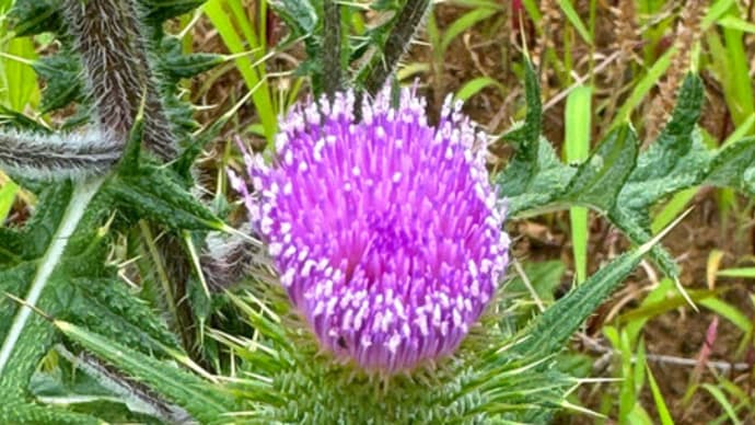 アメリカオニアザミの花
