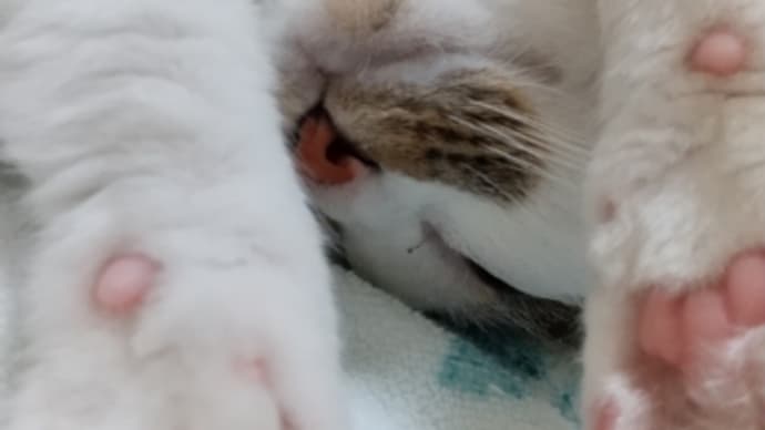 カネはどうなっとるんやぁァ~❗️(´д`メ)わりゃ~