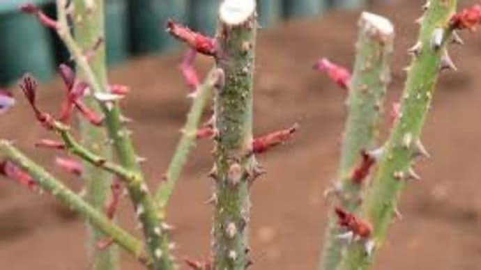 薔薇の芽の季節、百句献上!
