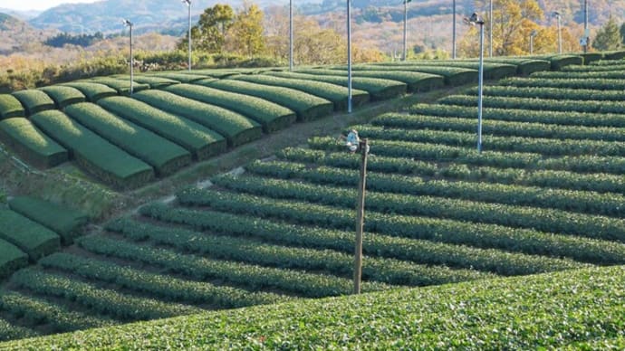 南山城村の茶畑