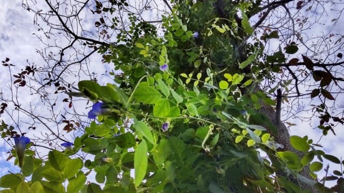 バタフライピー:見事なツルはまさに多年草