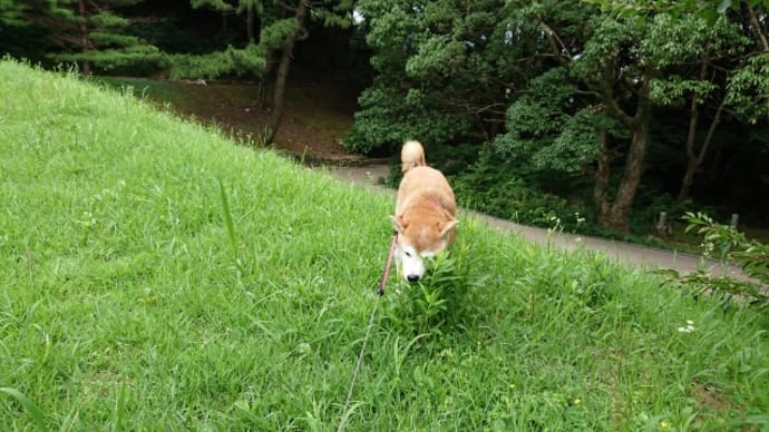 赤松林散歩 190729