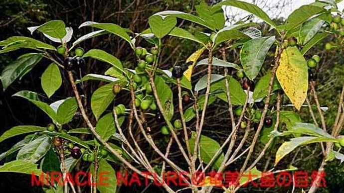 食べられる木の実:イヌビワ