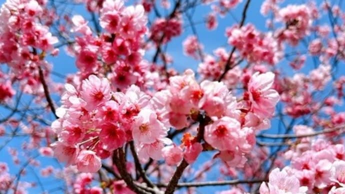 垣生山 ( はぶやま ) 展望台