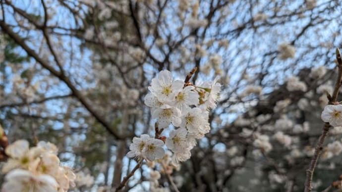 春が来た