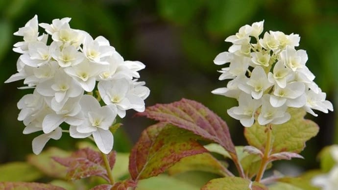 鉢植えの「カシワバアジサイ」