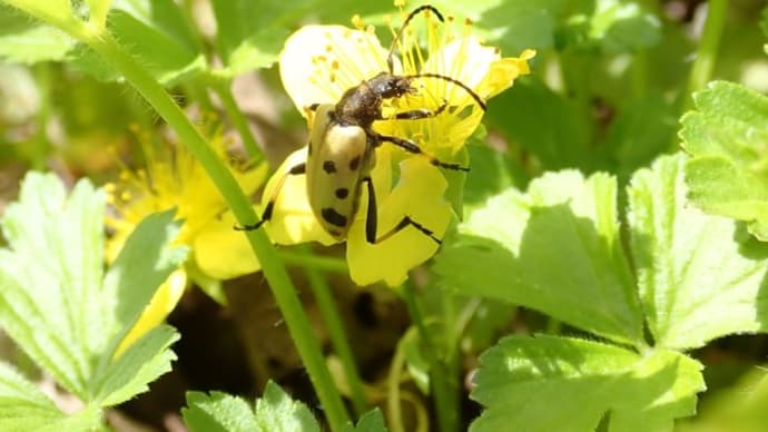 カラフトトホシハナカミキリ　春の風物詩