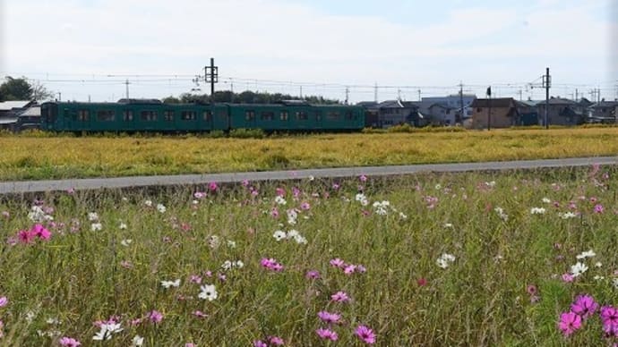 ＪＲ加古川線 電車 と コスモス '21
