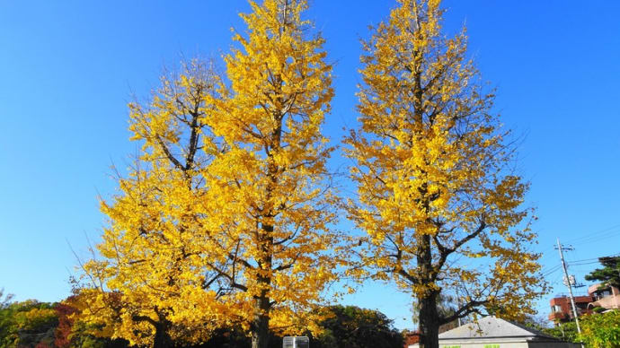 「公園の紅葉」梯子ポタ
