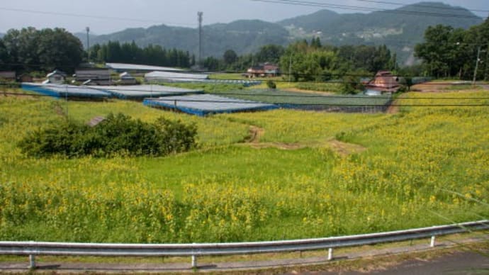 絶景！夫婦岩と天空のひまわり畑　岡山県高梁市成羽町布寄木ノ村