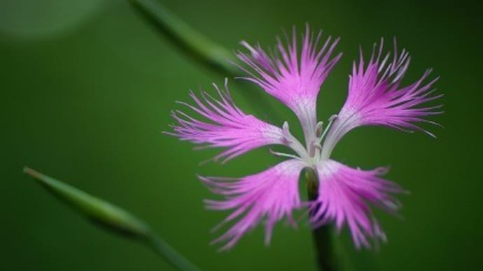 武蔵野ゾーンにて~神代植物公園・植物多様性センター~