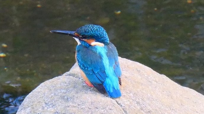 川沿い散歩で出合った鳥たち