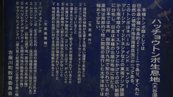 世界一小さいトンボ