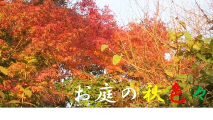 お庭の秋色々🤩庭が秋色の風景に変わりましたよ(^O^)／!!