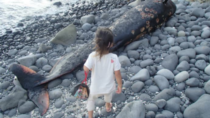 母島南京浜にゴンドウクジラが座礁！！