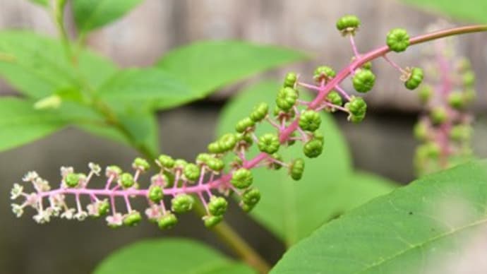 この植物、有毒につき