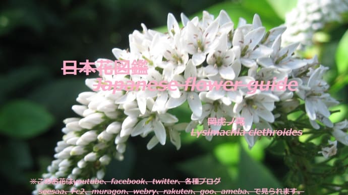 森に虎?!Tigers in the forest? !!