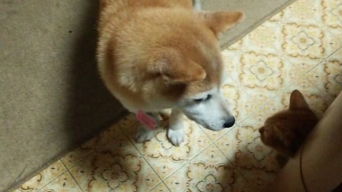 クリンを写真で偲んで・・・289日目