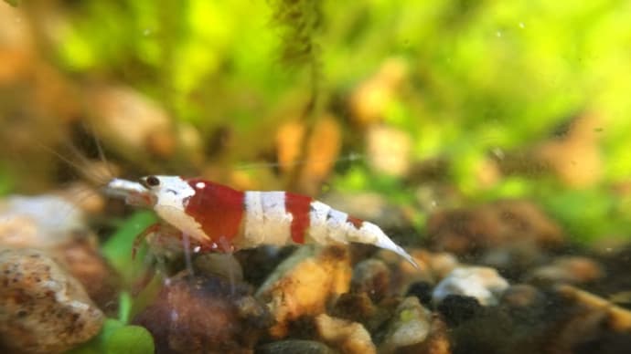 赤ビー、マクロレンズで撮ってみた