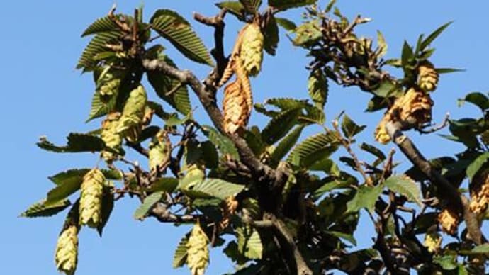 クマシデとサワシデ　２．サワシデの葉と果穂の観察