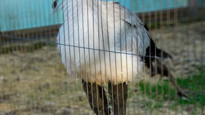 ヘビクイワシ