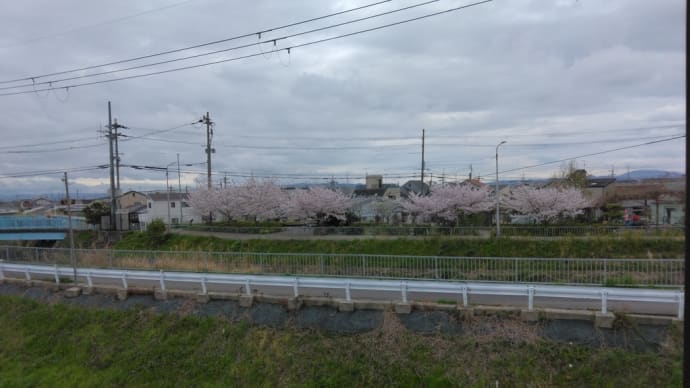 桜🌸が満開ですね。