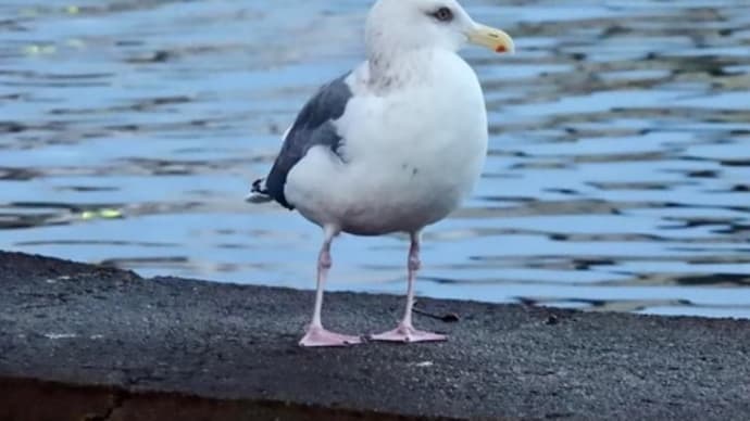 ミツユビカモメはかわいい〈英訳付〉
