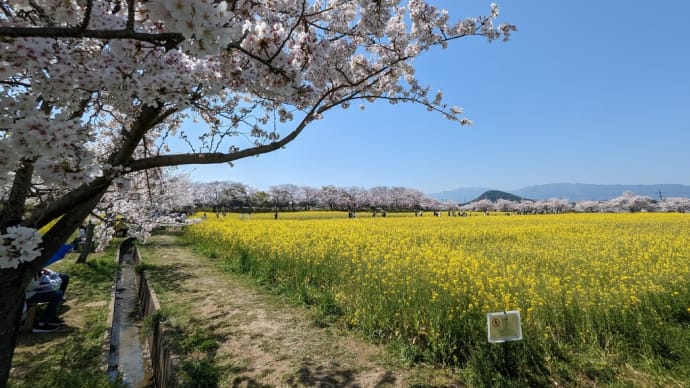 菜の花と桜🌸ショートビデオ　藤原宮跡