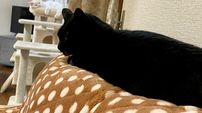 トノヒメの何か気に入ってる写真