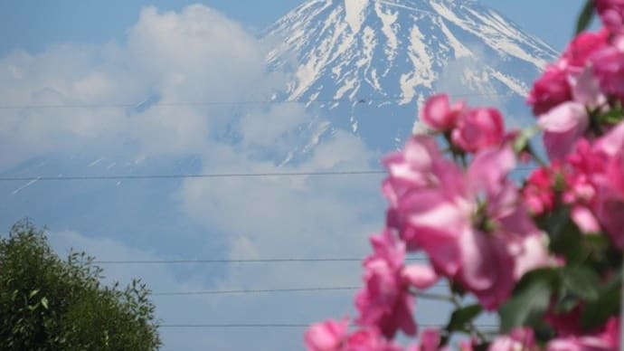 皐月のバラ