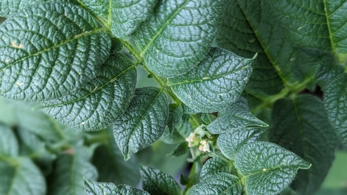 野菜を作ろう2024春夏〜その11〜葉物野菜の収穫と草むしり