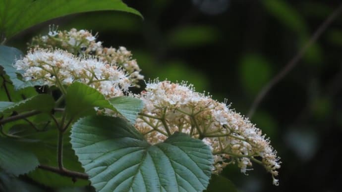 次々現れる木々の花~宇治川散歩2025/5下旬(4)