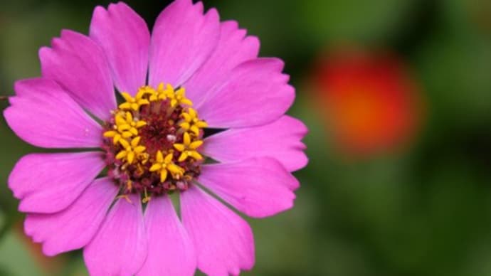自転車散歩で百日草の花