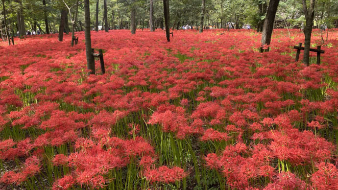 彼岸花、もしくは曼珠沙華