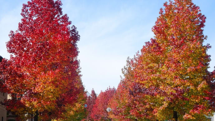 モミジバフウの紅葉