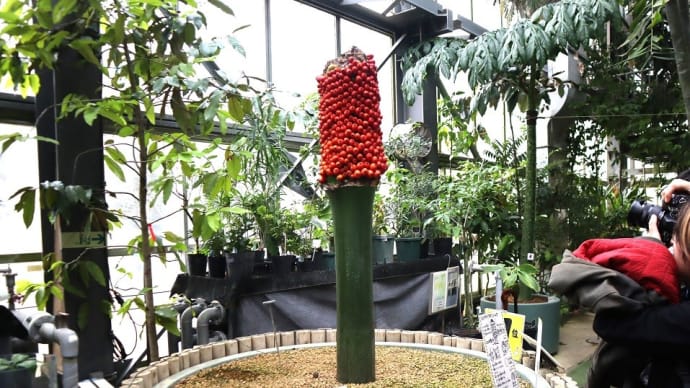 国内初!。筑波実験植物園のショクダイオオコンニャクに実が付きました。