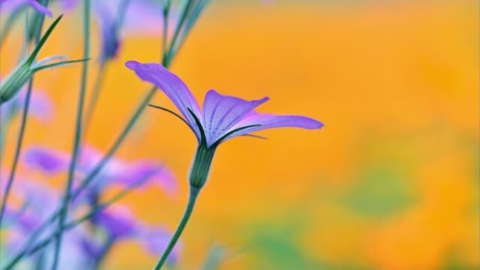 「鼻高展望花の丘」（Ⅲ）で 咲く花・ ムギナデシコ 