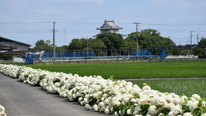 あじさい狩り 埼玉県加須市騎西 騎西あじさい祭り:騎西あじさいロード(2)騎西城とアナベル