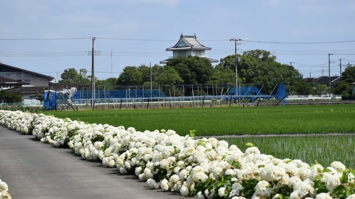 あじさい狩り　埼玉県加須市騎西　騎西あじさい祭り：騎西あじさいロード（2）騎西城とアナベル