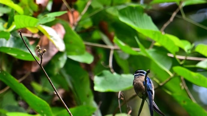 ボルネオ紀行 タビン野生動物保護区 その3/ガマヒロハシ コシラヒゲカンムリアマツバメ ウォーレスクマタカ等