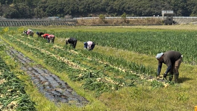 サラダ玉ねぎ収穫風景