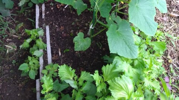 家庭菜園でのキュウリとナスの状況と柿の虫退治