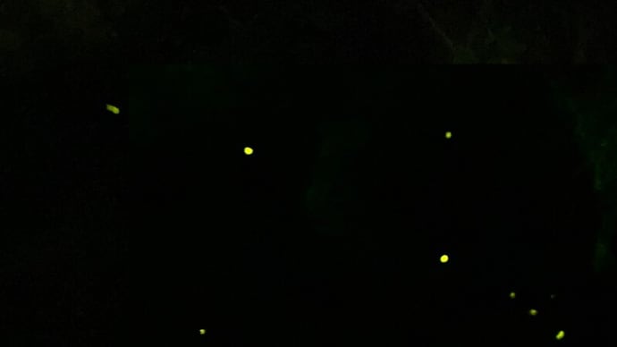 昨夜は中沢池公園のホタルが見頃でした